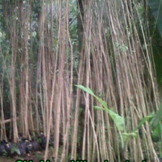 Trembesi
