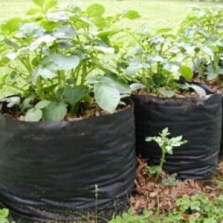 Jual Polybag Harga Terjangkau