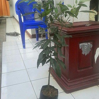 jual | menjual | bibit pohon tabebuya bunga PINK dan bunga KUNING