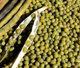 kacang hijau