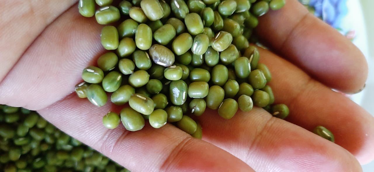 KACANG HIJAU MURAH