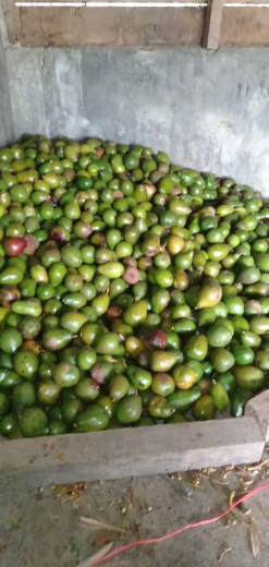alpokat Takengon