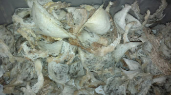 jual sarang burung walet,cuma ada 2 kg.