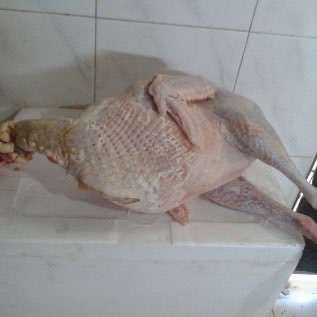 Karkas Kalkun Lokal Halal