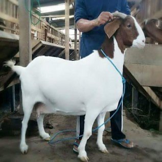 Dijual kambing boer fullblood siap kawin