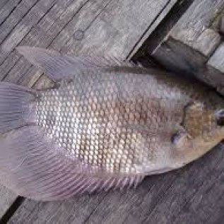 Jual ikan gurame konsumsi