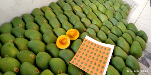 mangga harum manis klonal 21
