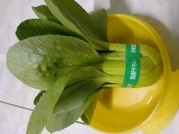 siap supply Sayur Hidroponik pakchoy,caisim,seladah,kangkung dll dgn kap.100kg per minggu
