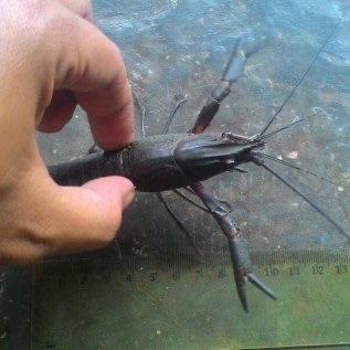 BIBIT LOBSTER Air TAWAR