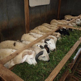 Jual Domba dan kambing qurban