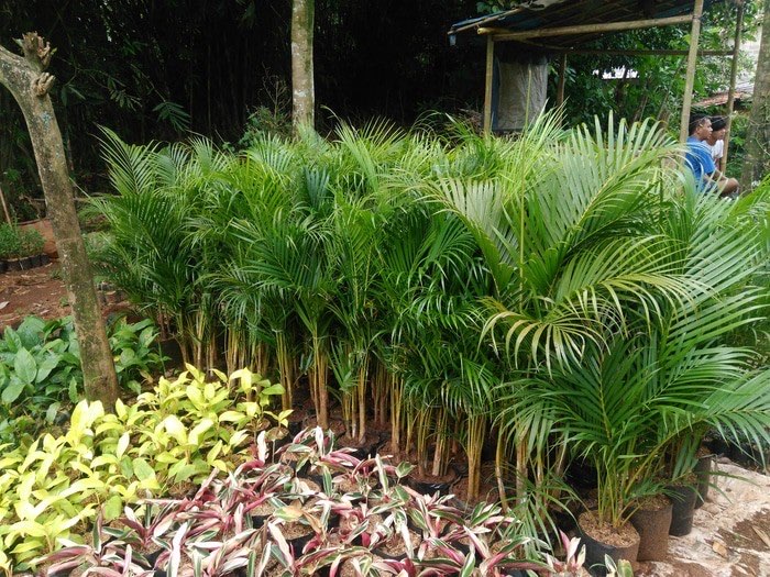 JUAL POHON PALEM KUNING,JUAL ANEKA TANAMAN PALEM DAN TANAMAN INDOOR
