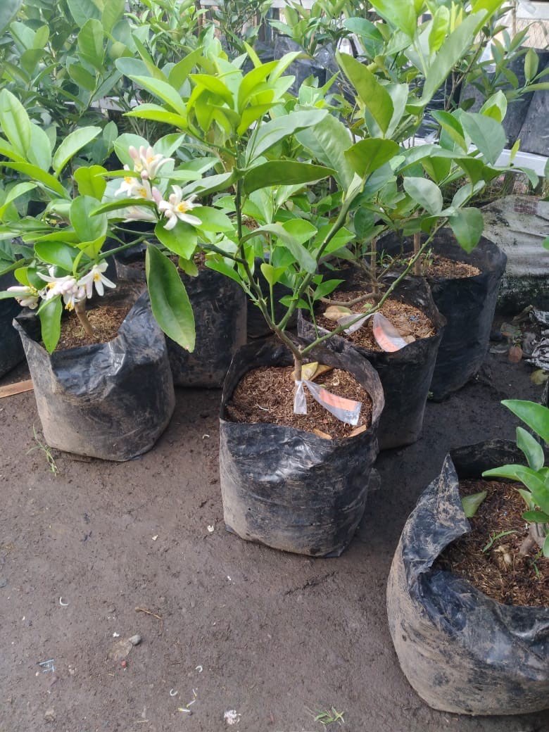 bibit aneka jeruk
