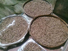 sapu glagah jembul