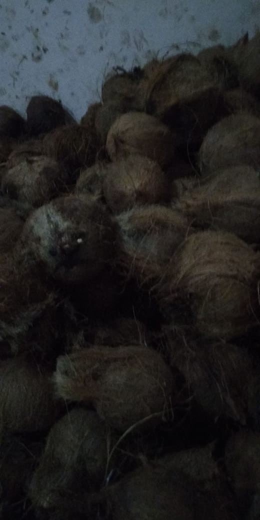   Kelapa BS bahan kopra tua kering