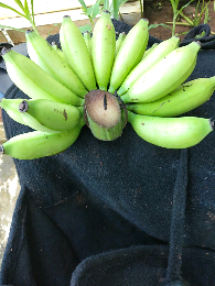 buah buahan