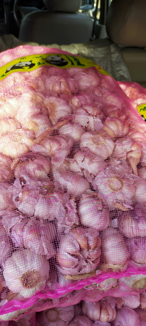 bawang putih honan
