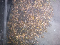 rerempah.jenis temulwak.temu hitam..kunyit.lengkuas..dllk