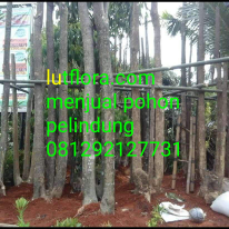 jual pohon ketapang laut 