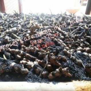 BIBIT JAHE MERAH SIAP TANAM SERTIFIKASI