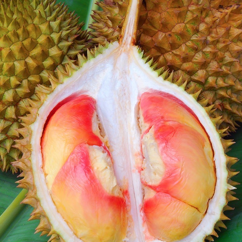 Bibit Durian Pelangi - IPB Store