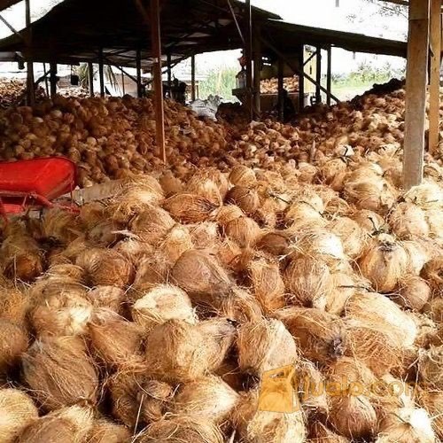 Jual Kelapa Tua Lepas Sabut | Kelapa Tua Murah | Kelapa Tua Kualitas Terbaik