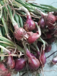 Bawang Merah Murah Brebes Asli ukuran kcil