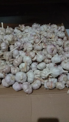 bawang putih