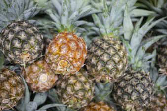 jual nanas