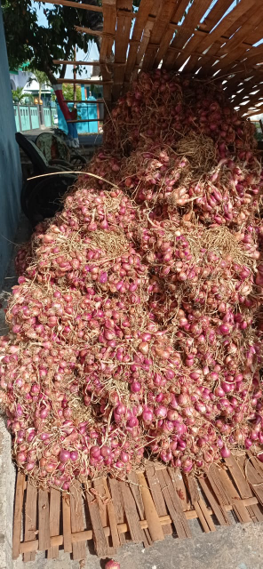 Bawang Merah (Panen)