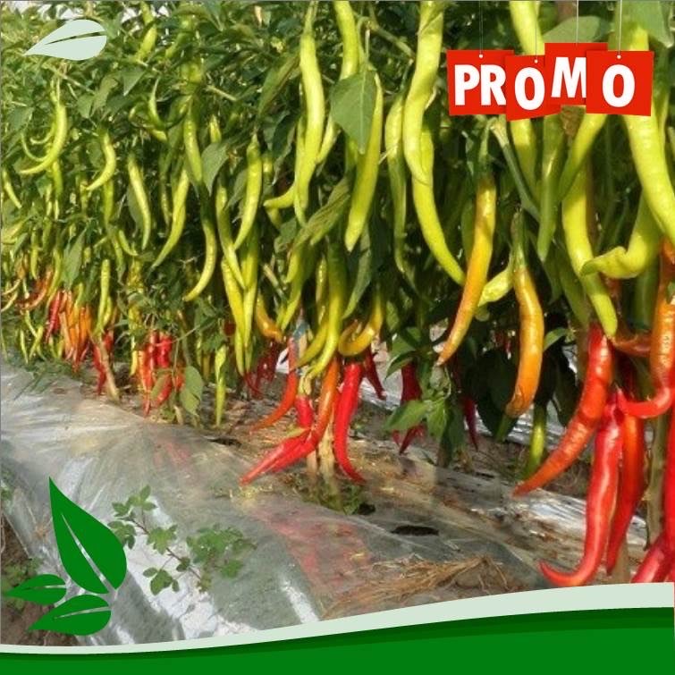 Sedia Mulsa Plastik Tahan Lama, Berkualitas dan Harga Termurah 