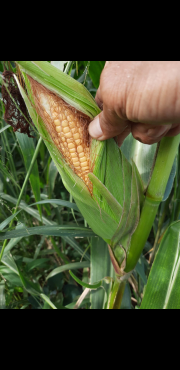 Jagung Untuk Tebon / Pakan