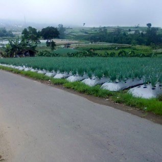 sayur segar