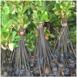 bibit kayu ketapang kualitas unggul siap tanam