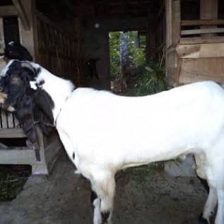 Jual Bakalan Kambing PE Jantan