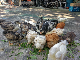 Ready Anakan Ayam Hias