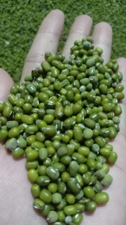 kacang hijau bening lokal