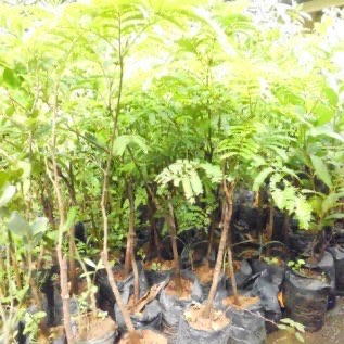 bibit tanaman petai kualitas super siap tanam
