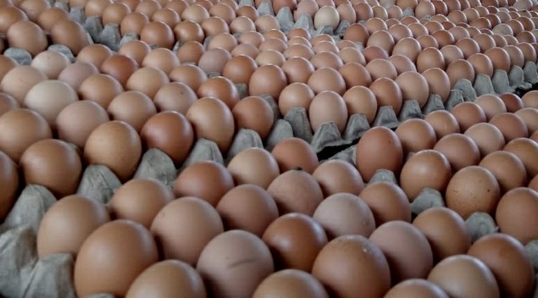 Jual telur ayam
