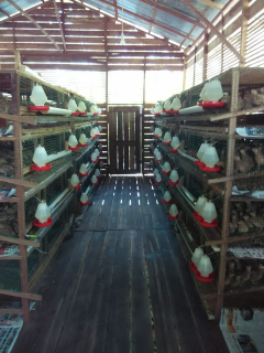 Puyuh Petelur (Bibit dan Telur)