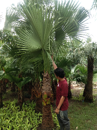 jual pohon trembesi 