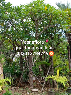 jual pohon kamboja bali 