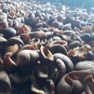 jual kopra asalan lgsung dr petani bukan dr bandar 