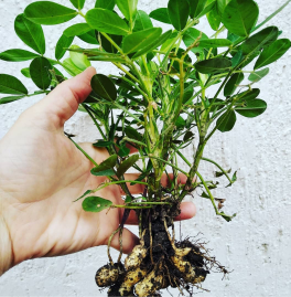 Jual Kacang Tanah Basah