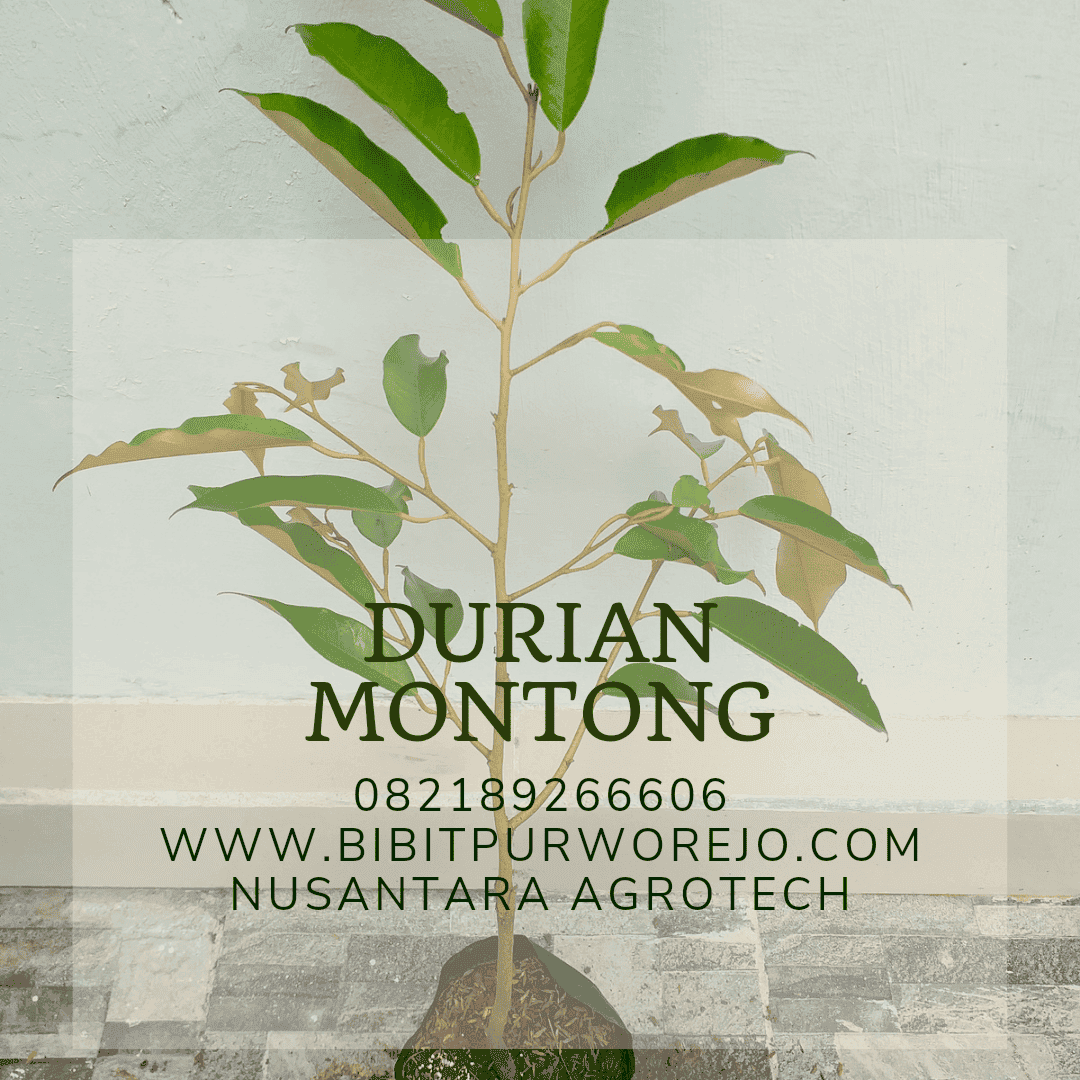 BIBIT DURIAN MONTONG