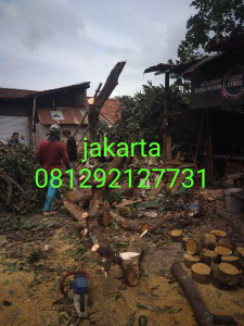 potong pohon jakarta 