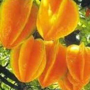 bibit belimbing dewi kualitas super rasa buah yang manis hasil melimpah