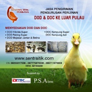 DOD itik mojosari Jantan dan Betina Per mei 2019 Bebas Flu burung