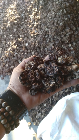 Mengkudu Kering