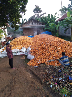 Jagung Bonggol