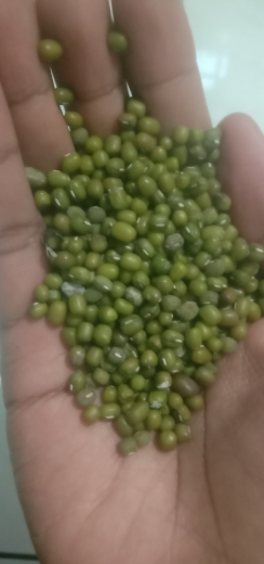 kacang hijau